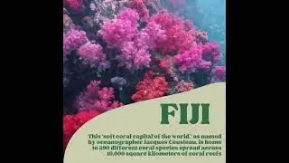 🌺🌊 Fun Fact Friday: Fiji's Soft Coral Wonderland! 🌊🌺