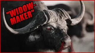 The Most Dangerous Animals In Africa Are Not What You Might Think...