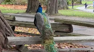 Part 2- Victoria BC la must visit place – Beacon Hill Park 🌸 | வாங்க 🦚மயில்-ku feed pannalaam 🦚| 4K 