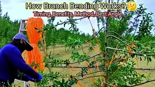 How Branch Bending Works? Timing, Benefits, Angle, Method || Magray Orchards