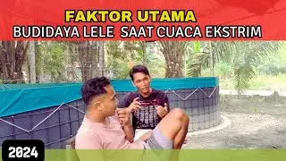FAKTOR WAJIB ! PENENTU BUDIDAYA IKAN LELE TETAP SEHAT DI CUACA EKSTRIM
