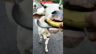 ⚡ &ldquo;Gaumata Eating Fruits 🍎 | Secret Benefits of Cow Products for Health&rdquo; #gay #cow #cowvideo #short