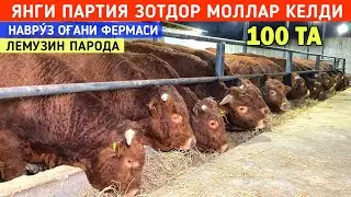ЯНГИ ПАРТИЯ ЗОТДОР МОЛЛАР КЕЛДИ НАВРУ́З ОҒАНИ ФЕРМАСИ УРГАНЧ ШОВОТ ЙУ́ЛИ !!! ХОРАЗМ БОЗОР 