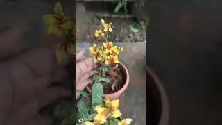S-blooms nursery online plant sales 8978779102