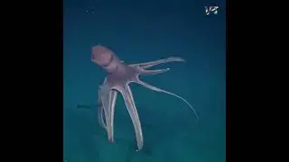 Cirroteuthid Octopus Billows Like a Circus Tent😍😍 || Viral बुज़ुर्ग