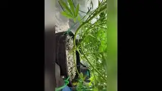 Defoliating my indoor grow