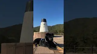Dog's Life with Shady #rap #Shady #eminem #spotify #music #hiphop #rapper #aicover #puppy #cute