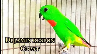 Suara serindit paikat || serindit memanggil 100% AMPUH