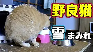 雪の日に どこ行ってんだか…【野良猫】