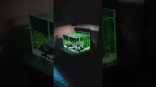 biotopes planted aquarium setup #aquarium #feeds