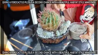 SAVING A FEROCACTUS PILOSUS - HABITAT STYLE TRANSFORMATION!