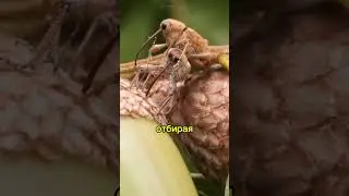 Сверлит жёлуди, как дрель! Необычное насекомое