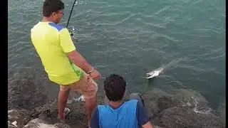 Lucky Barracuda & Unlucky Me | Jerkbait 120SP || Himalayan Anglers