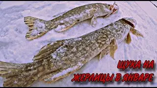 ОСТАВИЛ ЖЕРЛИЦЫ БЕЗ ПРИСМОТРА! РЫБАЛКА на ЩУКУ в январе. Первая в 2026 году. ГЛУХОЗЁМ, но РЫБА есть!
