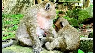 What are you doing! Polino tries to touch milk asking mom with sad face,