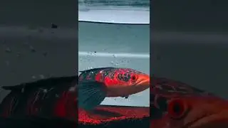 channa maru red barito jumbo #channa #channamaru #channalimbata #channaauranti #mancing #memancing