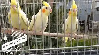 Sultan Papağanı Ölürüm Türkiyem Konuşma Eğitimi 1 Saat