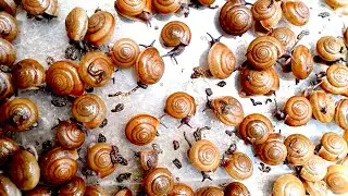 🐌 Snail eat papaya fruits at night🐌 No AI this video real