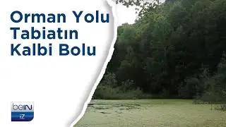 beIN İZ Belgesel | Orman Yolu: Tabiatın Kalbi Bolu