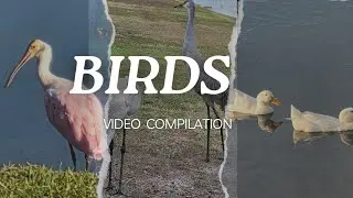 My Birds Compilation- Tranquil relaxing music #nature #birdenthusiasts #wildlife 