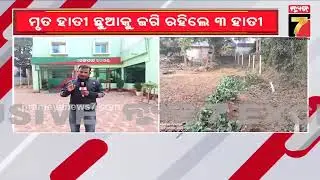 ଢେଙ୍କାନାଳ ସଦର ରେଞ୍ଜ ମହାଦିଆ ନିକଟରେ ମାଇ ହାତୀ ଛୁଆର ମୃତଦେହ ଠାବ | Prameya News7