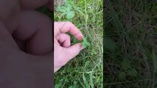 June 14, 2024.  Good Luck to you!  #4leafclover #goodluck