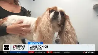 Health Watch: Dog treatment
