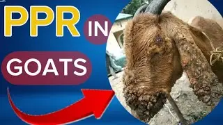 Deadly Virus in Goats: How to Spot and Stop PPR Fast!