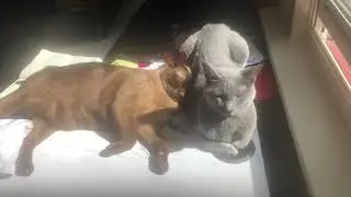 Cats sunbathing