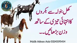 Increase the weight of goats very quickly l Sunnat best goat farm