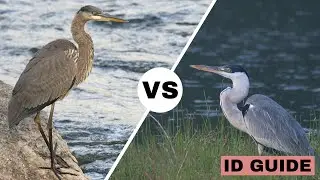 Great Blue Heron vs Cocoi Heron  | ID Guide