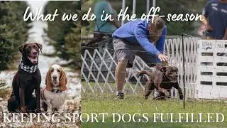What Do You Do When Your Dog&rsquo;s Main Sport Is Off-Season?