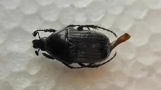 ИЗ МИРА: 93. Pygora erythroderes