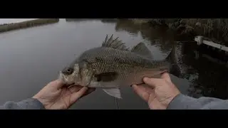 Sunrise Surf Stripers and Giant White Perch