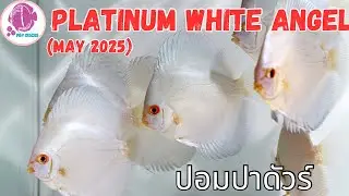 Platinum White Angel @PandYDiscusFarm (ปลาปอมปาดัวร์)