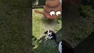 QSD #shorts #song #comedy #shortsviral #memes #emoji #cute #caca #viraltiktok