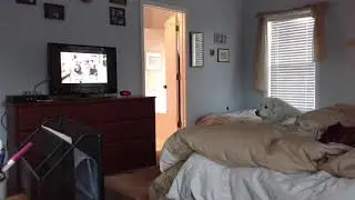 Finn the Great Pyrenees during St. Jude's commercials