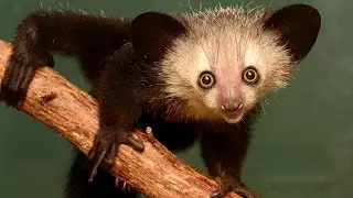 Meet Daubentonia - Madagascar&rsquo;s Nocturnal Marvel