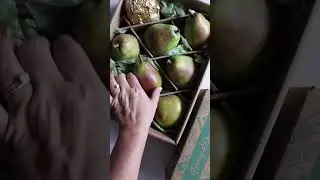 How to Ripen Pears
