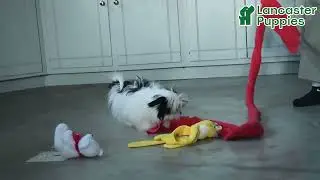 Lively Malshi Puppy