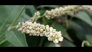 Persicaria orientalis #nature #botany #botanylovers #floral