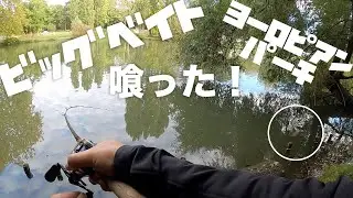 ビッグベイトでパーチを釣ることが現実味を帯びた！ Pike fishing on Japanese big bait in France｜タイニークラッシュ｜FLAG170｜ツインフック｜フエルコ｜