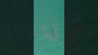 Huge Barracuda in a Baitball #barracuda #bait #baitball