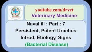 Naval ill Part 7 : persistent urachus,  patent urachus, naval ill in foal, intro, etio, signs
