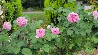 David Austin rose | Charles Rennie MacKintosh | Compact shrub | Great repeat | Mobile AL Zone 9a