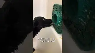 @tmurr: Because why would we lick when we can bite? #dog #doglover