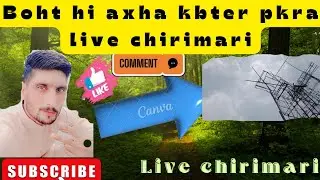 live  chirimari.../its shakir khan pigeon