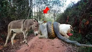 DONKEY ATTACKS COBRA TO SAVE COW?