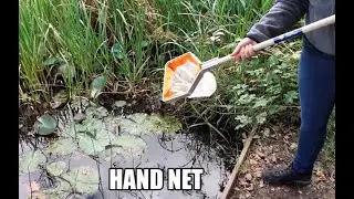 How to use a net when pond dipping