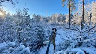 Merry Christmas from the Snowy Forest Shack
